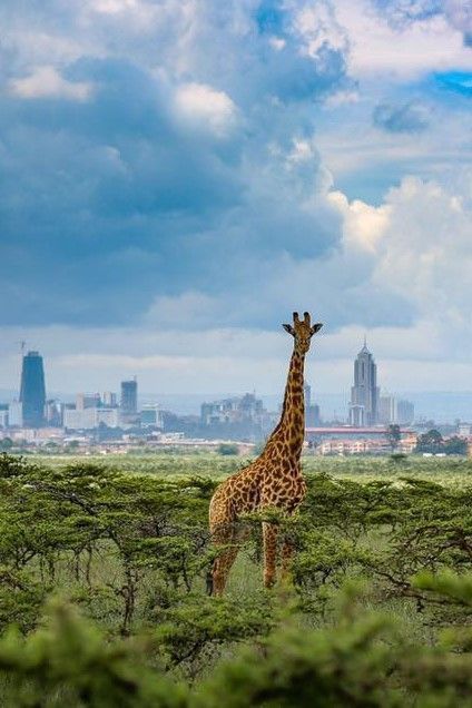 Giraffes at sunset Nairobi National Park